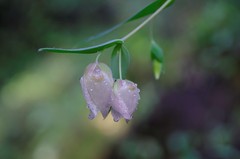 White Globe Lilies 
Deer Path Trail, Portola Valley Ranch