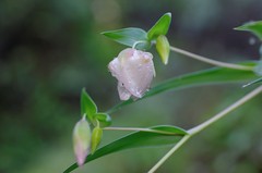 White Globe Lily 
Deer Path Trail, Portola Valley Ranch
