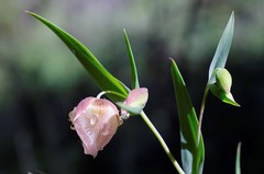 White Globe Lily 
Deer Path Trail, Portola Valley Ranch