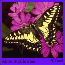 Anise Swallowtail