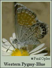 Western Pygmy Blue