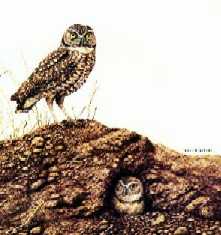 Burrowing Owl