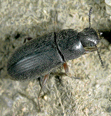 Ground Beetle