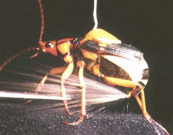 Bombadier Beetle