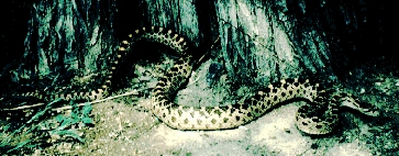 Gopher Snake