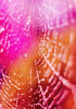 Pink spider Web