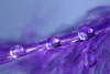 Purple Feather with water drops