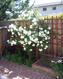 SmRose.jpg (44246 bytes)