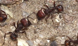 Two ants interacting