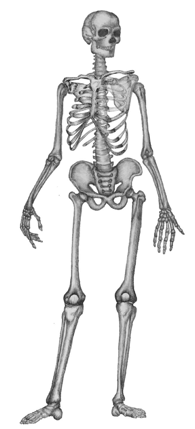 skeleton