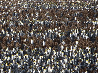 King penguins on
              Salisbury Plain