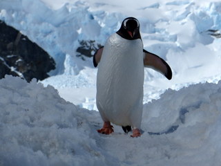 Gentoo penguin at
              Brown Base