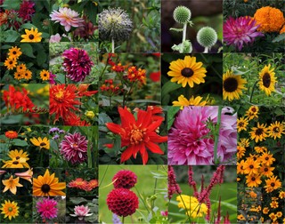 Blossoms in Monet's garden