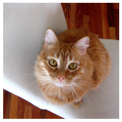 cat cover