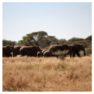 elephants cover