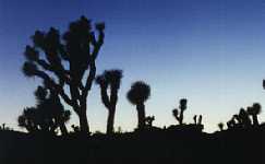joshua tree