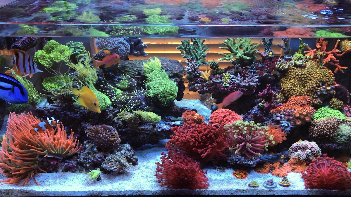 Wave-Current Interactions on Coral Reefs