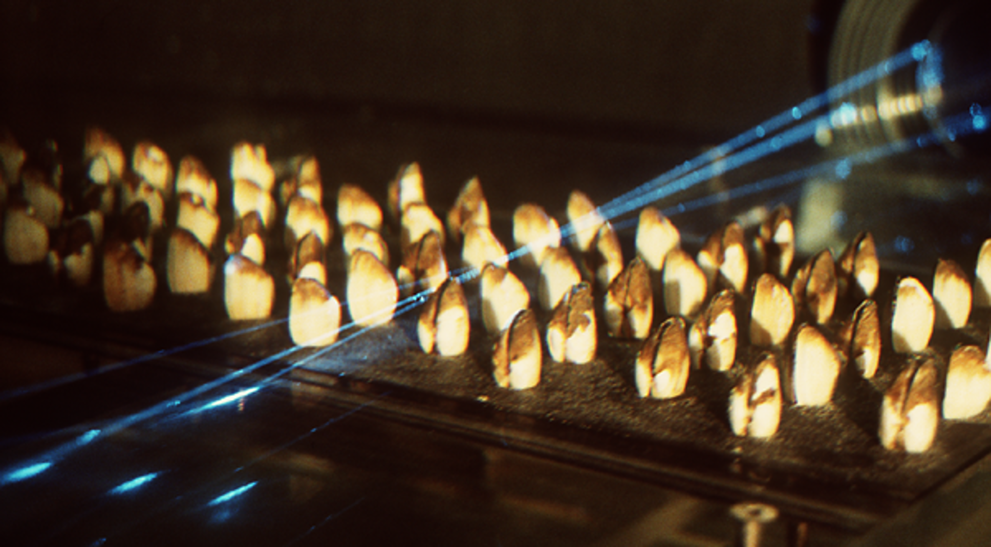 Laser-Doppler Anemometer measurements in a flume with artificial clam bed