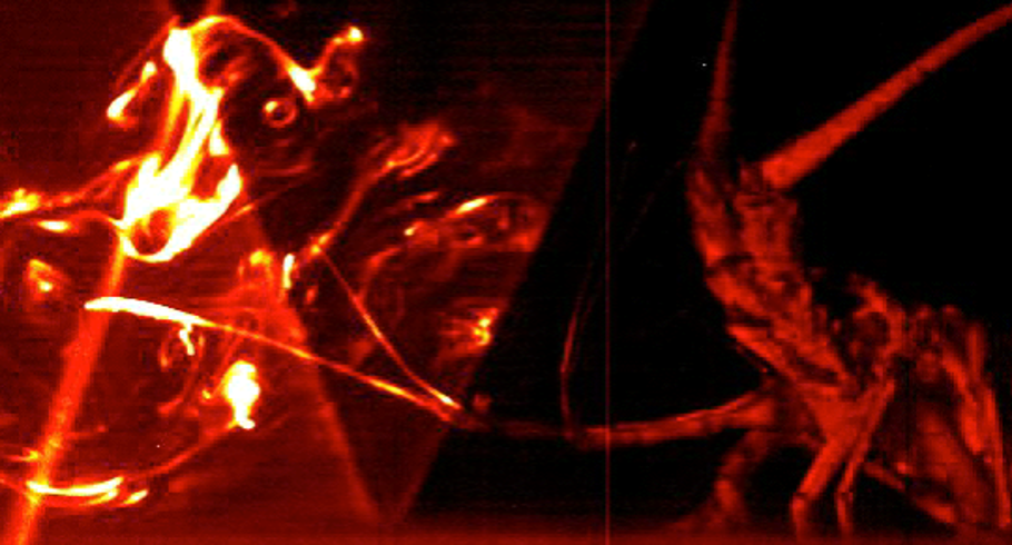 Planar Laser-Induced Fluorescence image of flow around a lobster antennule