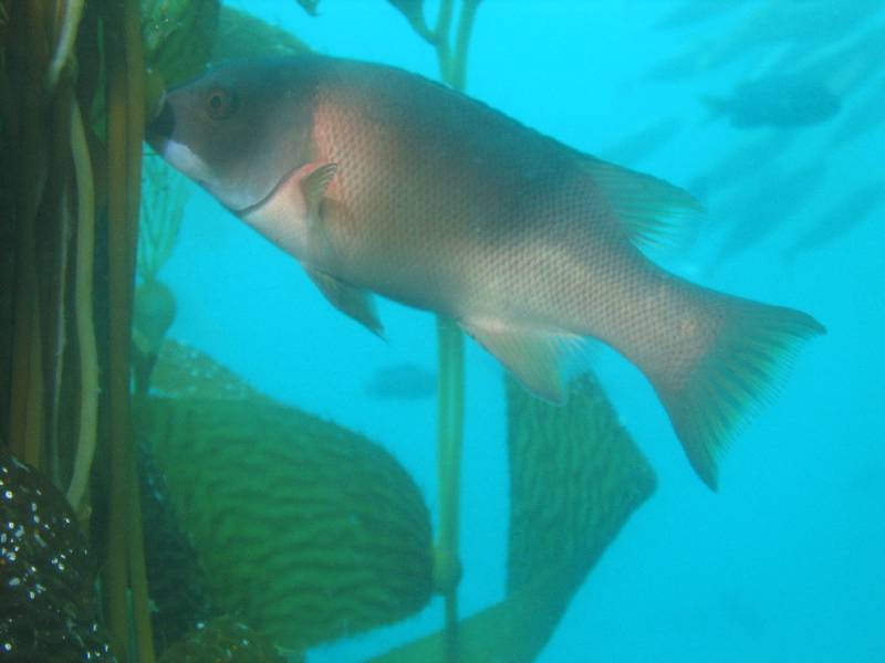 California sheepshead 