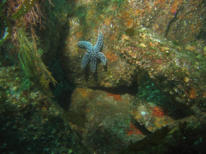 starfish 