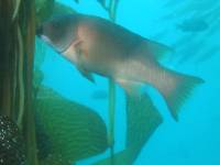 California sheepshead