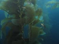 fish in the kelp