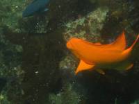 garibaldi