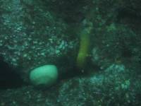 lipmet and sea cucumber