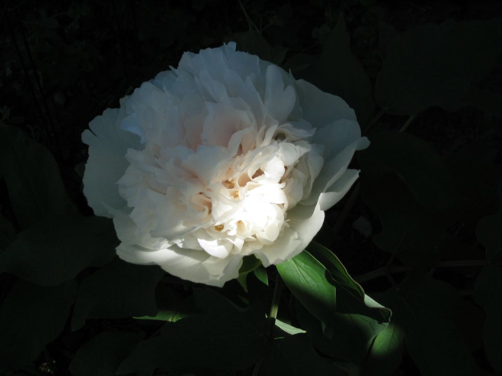 whitepeony1