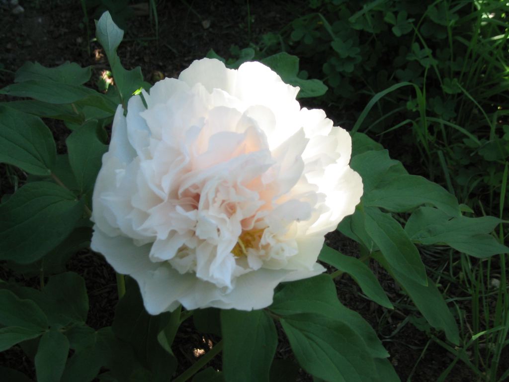 whitepeony3