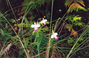 Orchids 