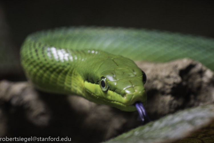 Science @ Home: Snakes  California Academy of Sciences