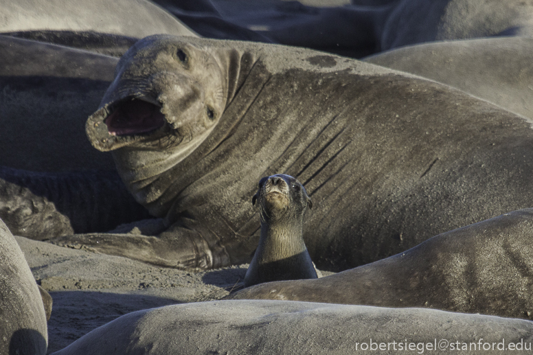 Sea lions