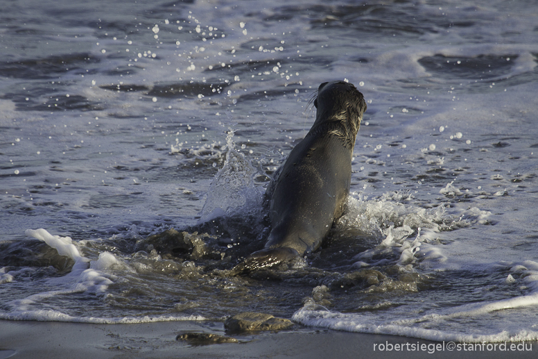 Sea lions