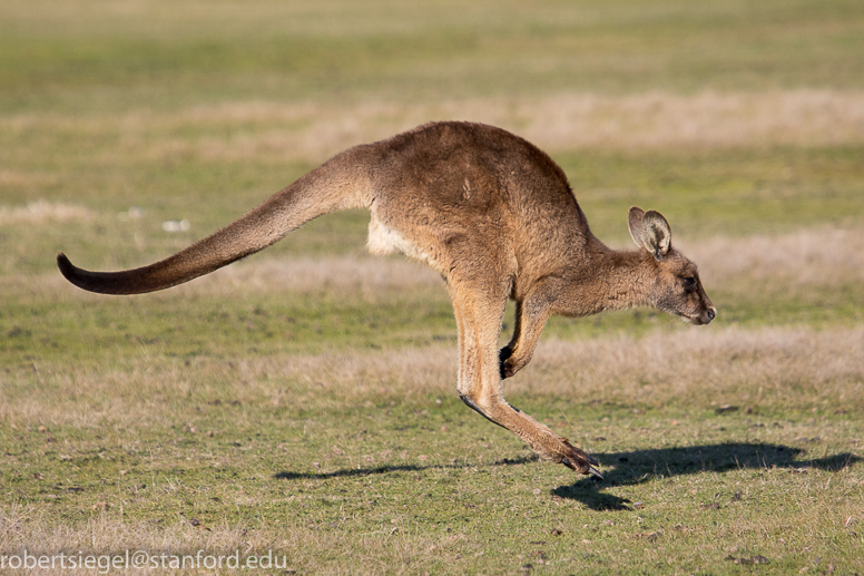 Wallaby Pocock unimpressed with TAB odds