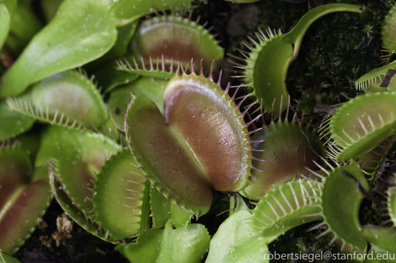 Venus Fly Traps and Bladderworts (Utricularia): The Strange…