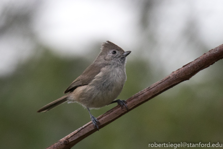 https://web.stanford.edu/~siegelr/bayarea/alumrock/alumrock2020/0T1A6817%20oak%20titmouse%20-%20alum%20rock%20bioblitz%2001-12-2020%20Canon%20EOS%207D%20Mark%20II.jpg