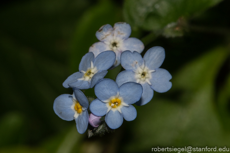 Broad-Leaf Forget-Me-Not, Myosotis Latifolia