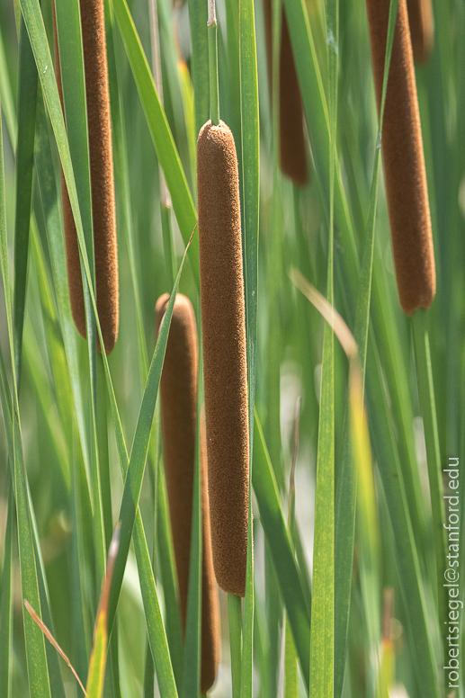 Cattail - Typha