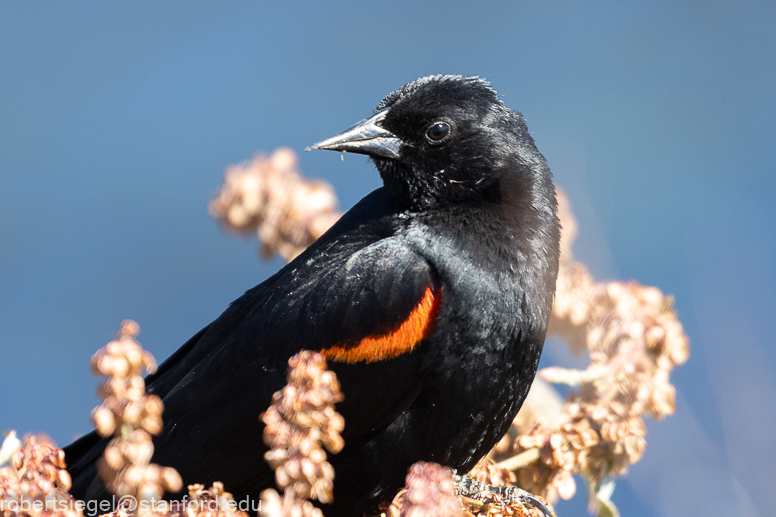 New World Blackbirds