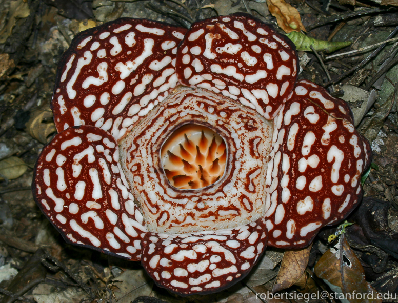 Rafflesia Page