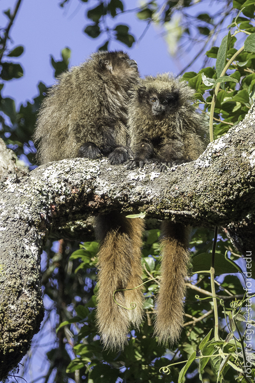 New World Monkeys