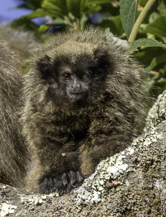 New World Monkeys