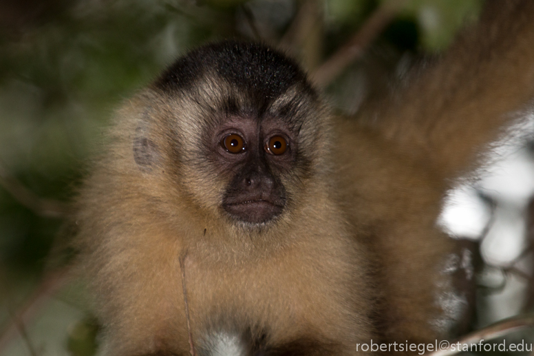 Tufted Capuchin Monkeys - Language Research Center