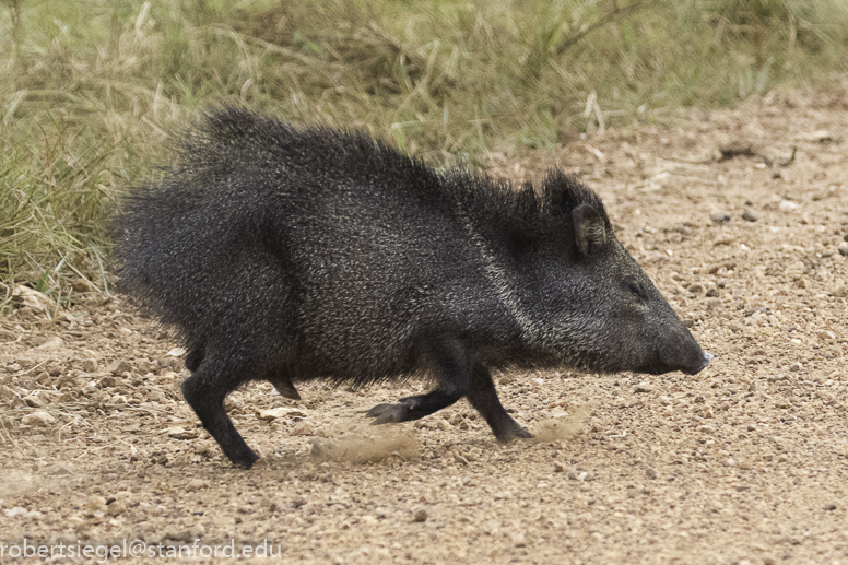 Peccaries