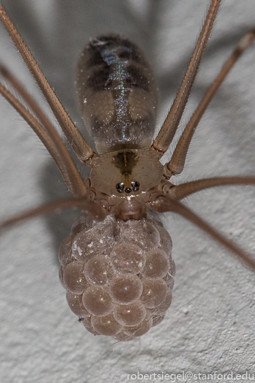 long bodied cellar spider mating