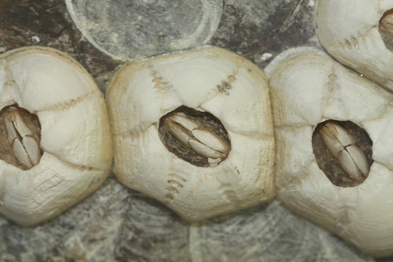 Barnacles