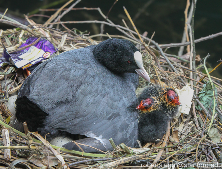 Coots