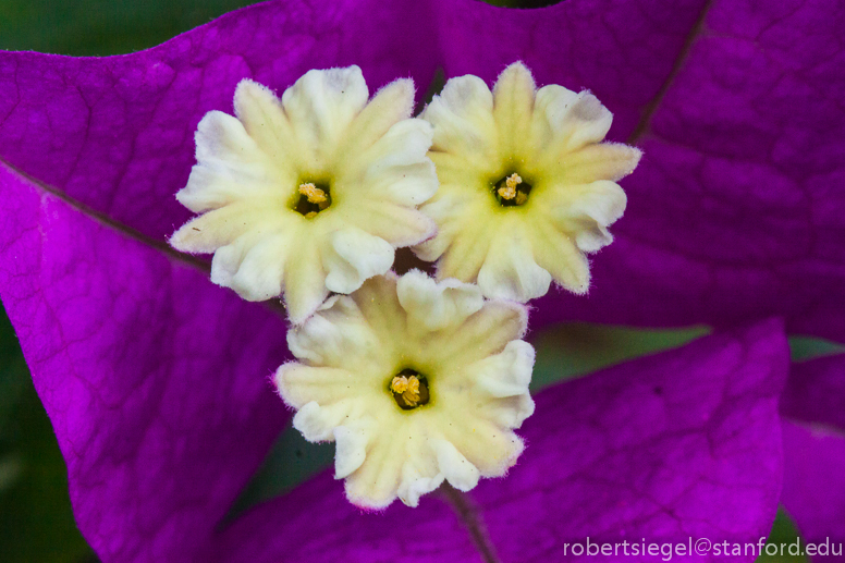 Bougainvillea